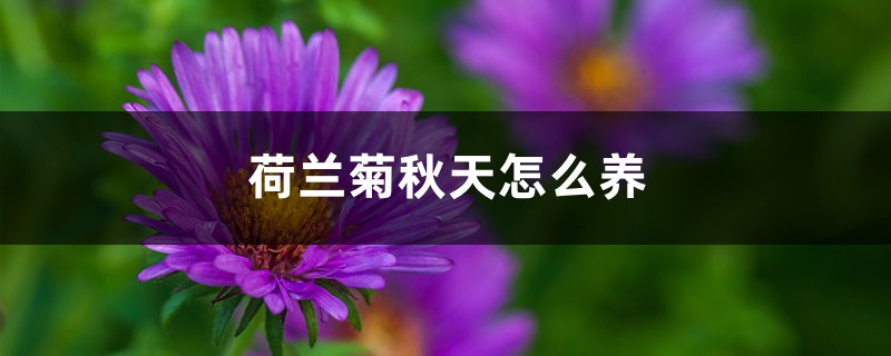 荷蘭菊秋天怎麼養