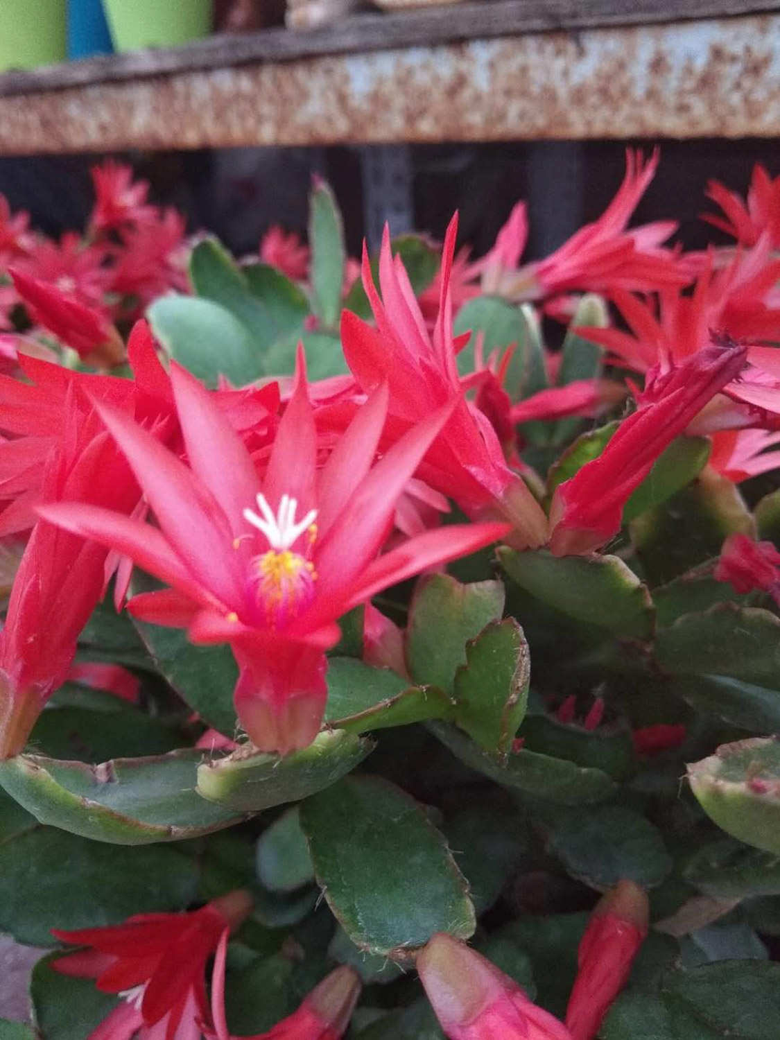 假曇花