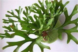 鹿角蕨怎麼分株栽種