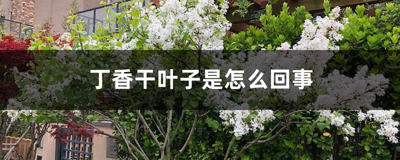 丁香乾葉子是怎麼回事