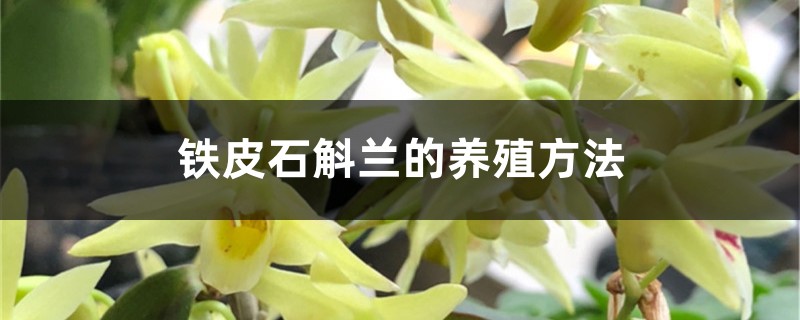 鐵皮石斛蘭的養殖方法