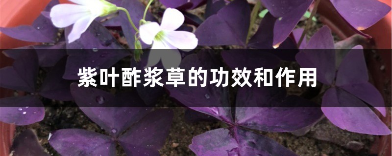 紫葉酢漿草的功效和作用