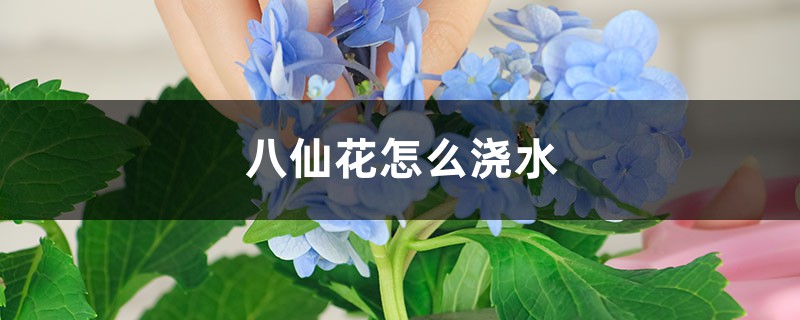 八仙花怎麼澆水