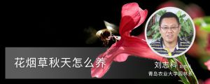 花菸草秋天怎麼養