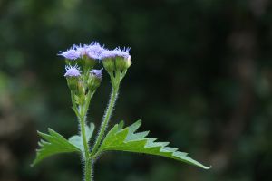 藿香薊種子怎麼種