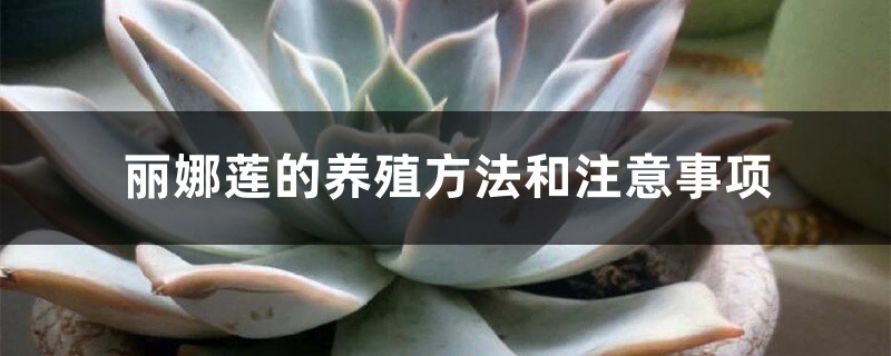 麗娜蓮的養殖方法和注意事項