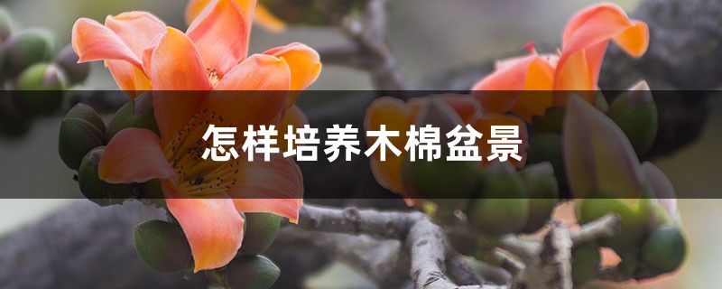 怎樣培養木棉盆景