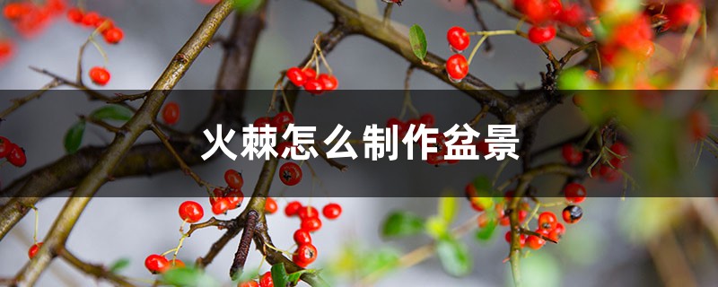 火棘怎麼製作盆景