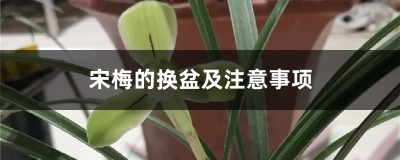 宋梅的換盆及注意事項