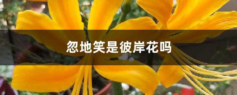 忽地笑是彼岸花嗎