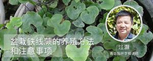 盆栽鐵線蕨的養殖方法和注意事項