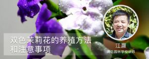 雙色茉莉花的養殖方法和注意事項