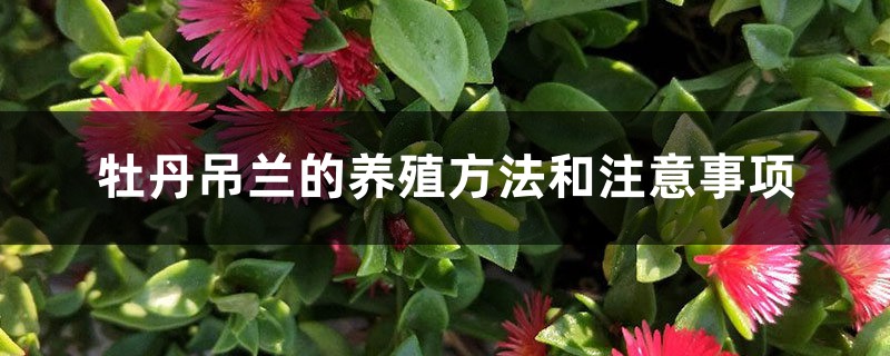 牡丹吊蘭的養殖方法和注意事項