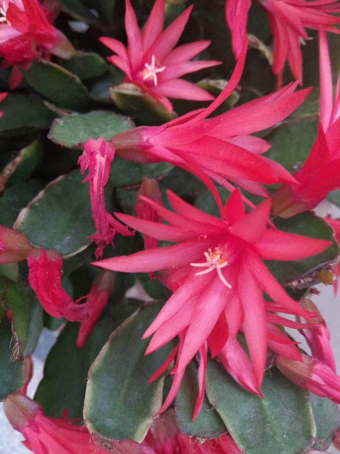假曇花