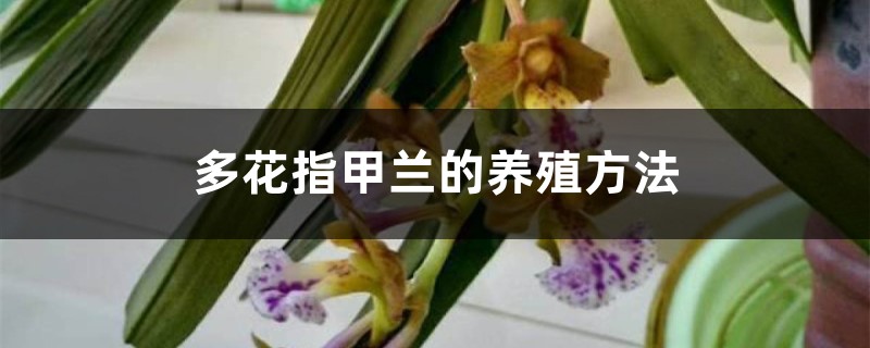 多花指甲蘭的養殖方法