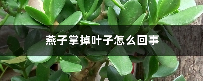 燕子掌掉葉子怎麼回事，怎麼辦