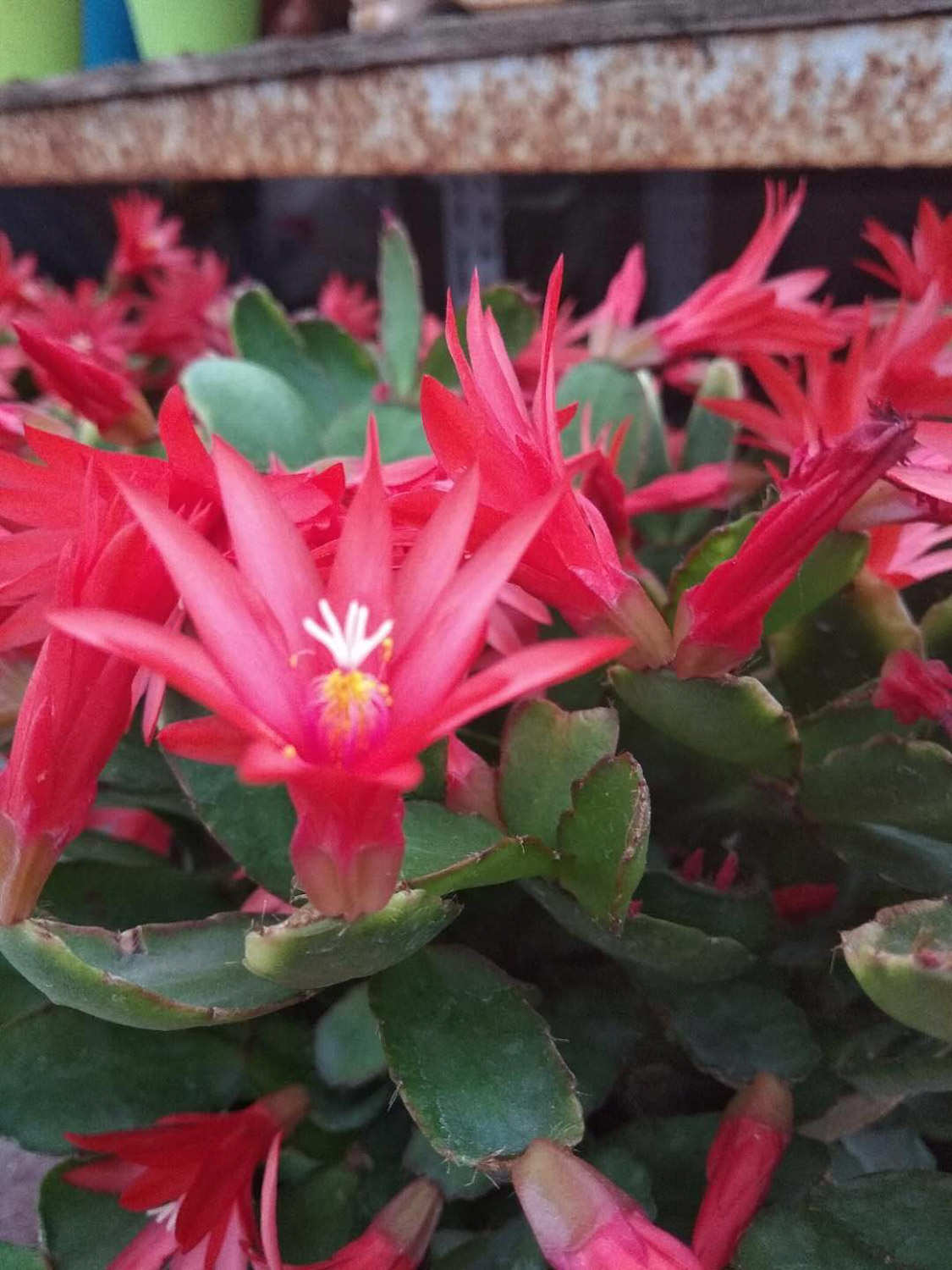 假曇花