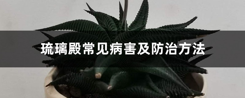 琉璃殿常見病害及防治方法
