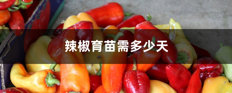 辣椒育苗需多少天出芽，怎麼澆水和施肥