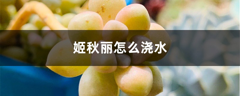 姬秋麗怎麼澆水,怎麼養才能爆盆