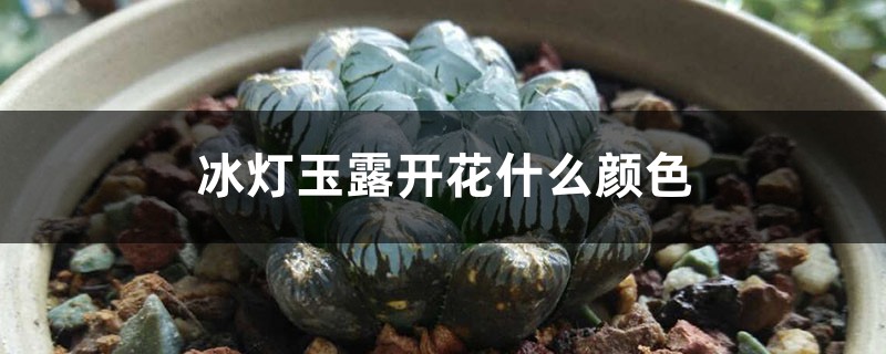 冰燈玉露開花什麼顏色