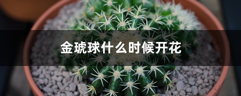 金琥球什麼時候開花