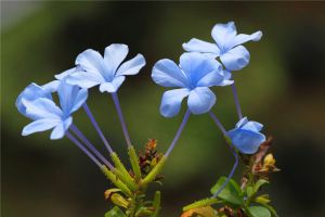 圖解藍花丹怎麼扦插