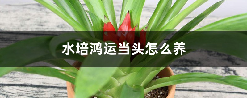 水培鴻運當頭怎麼養