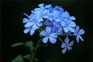 藍花丹怎麼授粉