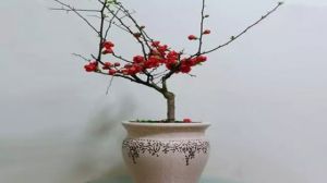 貼梗海棠掉葉子怎麼辦
