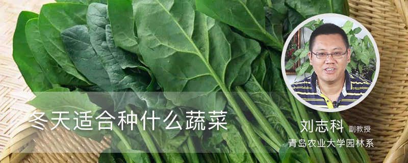 冬天適合種什麼蔬菜