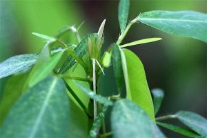 跳舞草種子怎麼種
