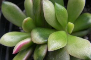 春夢殿錦的錦越來越少怎麼辦