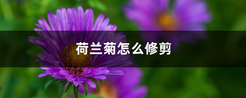 荷蘭菊怎麼修剪