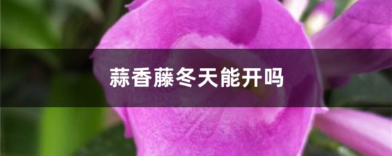 蒜香藤冬天能開嗎