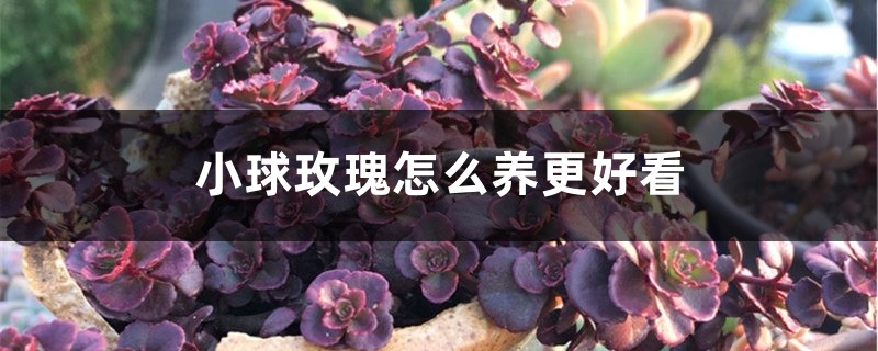 小球玫瑰怎麼養更好看