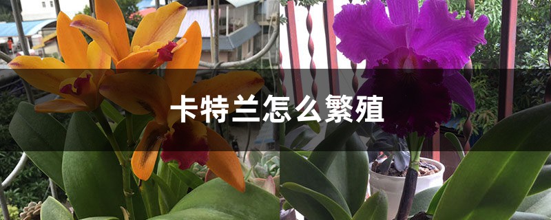 卡特蘭怎麼繁殖
