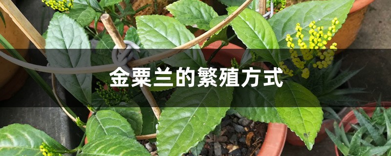 金粟蘭的繁殖方式