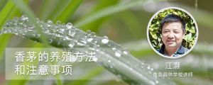 香茅的養殖方法和注意事項