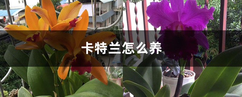 卡特蘭怎麼養