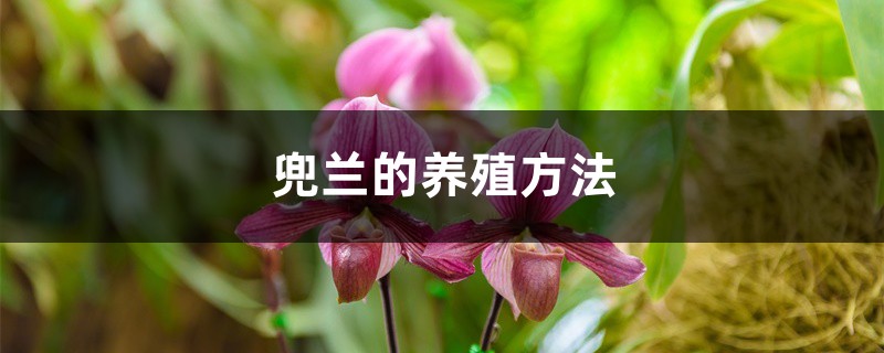 兜蘭的養殖方法和注意事項大全