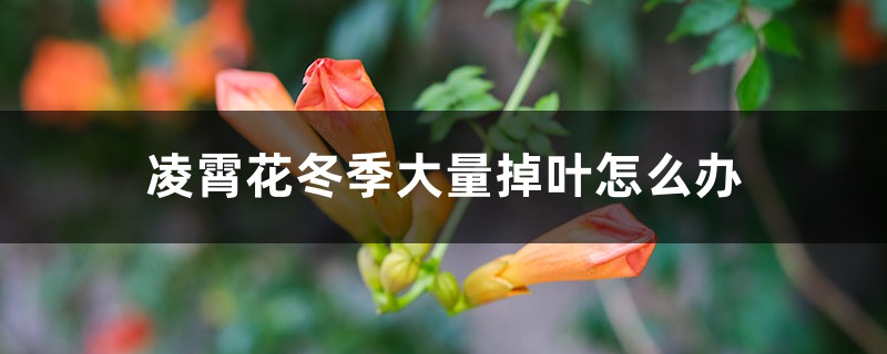 凌霄花冬季大量掉葉怎麼辦，冬季需要修剪嗎
