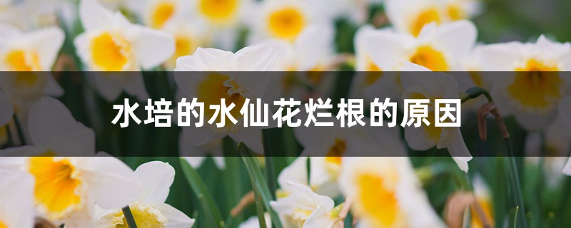 水培的水仙花爛根的原因，怎麼處理