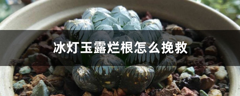 冰燈玉露爛根怎麼挽救