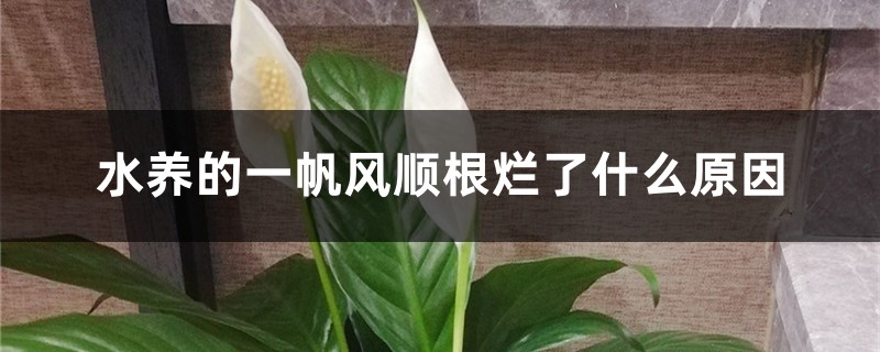 水養的一帆風順根爛了什麼原因，爛根怎麼處理