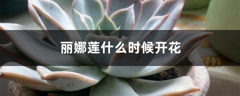 麗娜蓮什麼時候開花