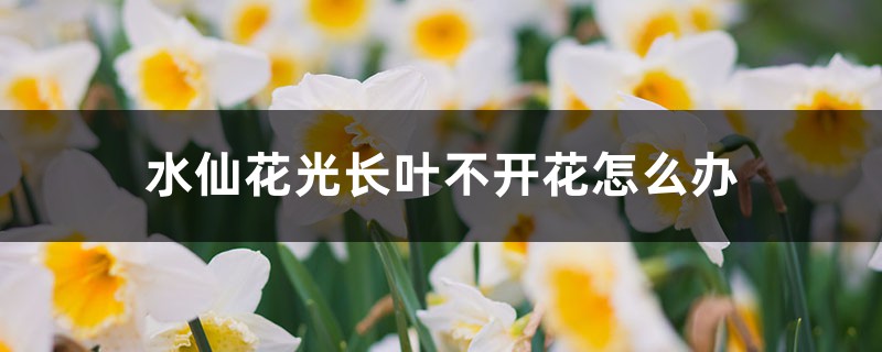 水仙花光長葉不開花怎麼辦，不開花是什麼原因