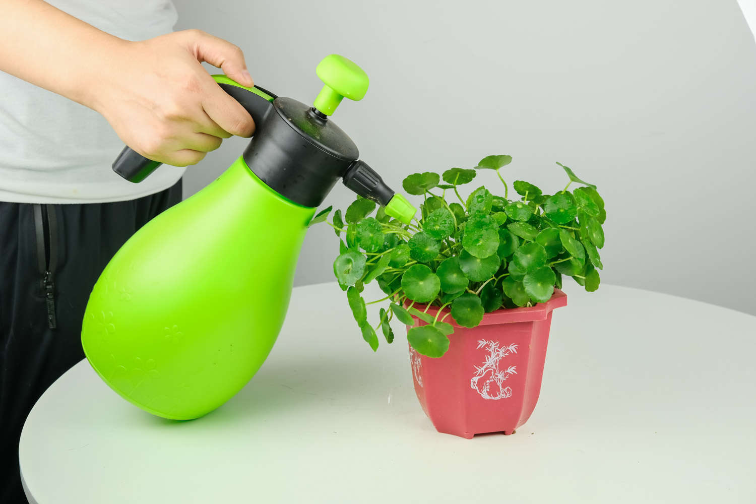 銅錢草