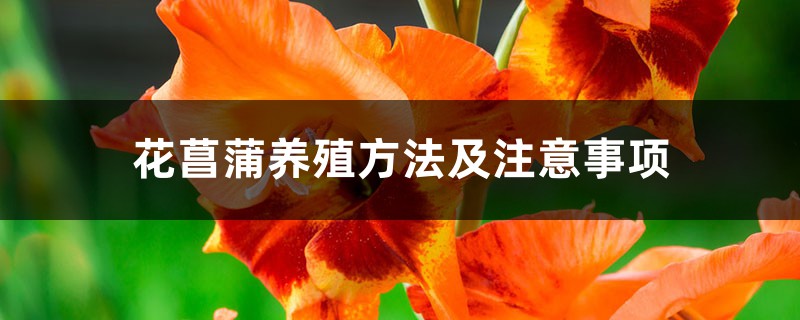 花菖蒲養殖方法及注意事項