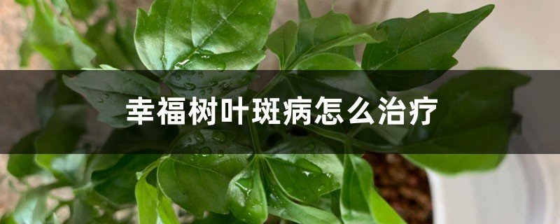 幸福樹葉斑病怎麼治療（附發病圖片）